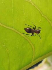 Myrmarachne japonica