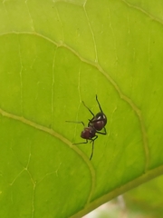 Myrmarachne japonica