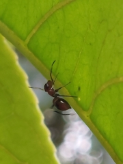 Myrmarachne japonica