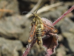 Bembecia ichneumoniformis