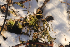 Epilobium roseum