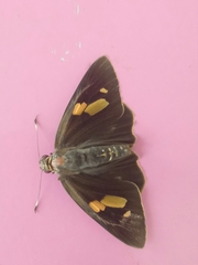 Erionota thrax