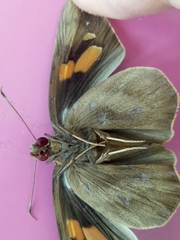 Erionota thrax