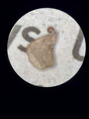 Stylosanthes viscosa