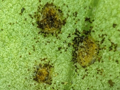 Puccinia hydrocotyles