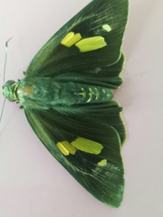 Erionota thrax