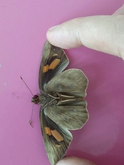 Erionota thrax