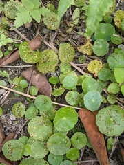 Puccinia hydrocotyles