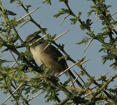Prinia subflava