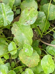 Puccinia hydrocotyles