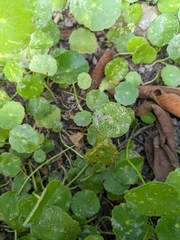 Puccinia hydrocotyles