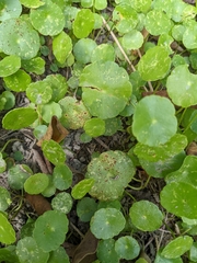 Puccinia hydrocotyles