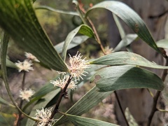 Hakea laevipes