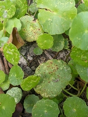 Puccinia hydrocotyles