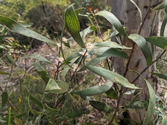 Hakea laevipes