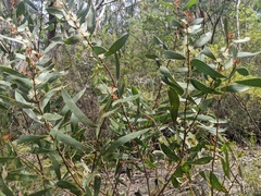 Hakea laevipes