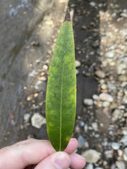 Umbellularia