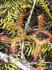 Drosera binata