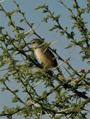 Prinia subflava
