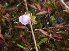 Utricularia lateriflora