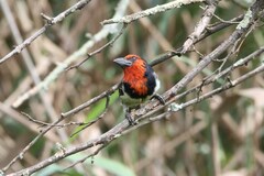 Lybius torquatus torquatus