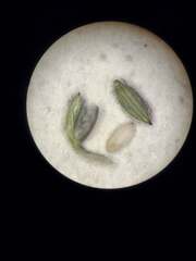 Digitaria velutina