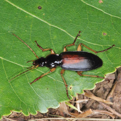 Dolichus halensis