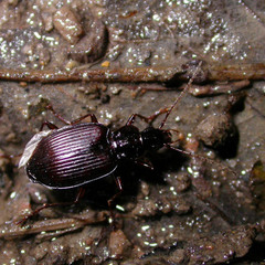 Limodromus assimilis