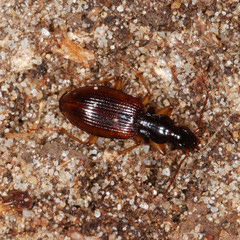 Oxypselaphus obscurus