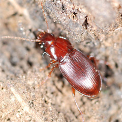 Platyderus rufus