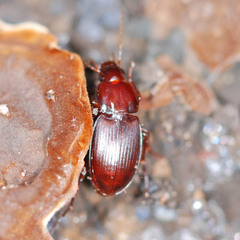 Platyderus rufus