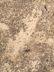 Ponerinae