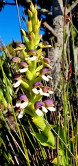 Disa cornuta