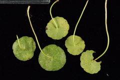 Puccinia hydrocotyles