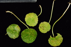 Puccinia hydrocotyles