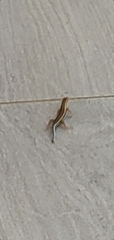 Trachylepis quinquetaeniata