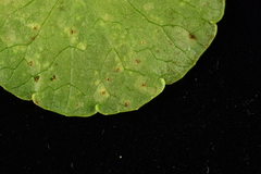 Puccinia hydrocotyles