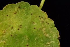 Puccinia hydrocotyles