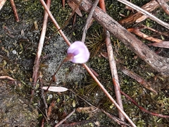 Utricularia lateriflora