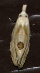 Aethes angustana