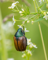 Anomala dubia