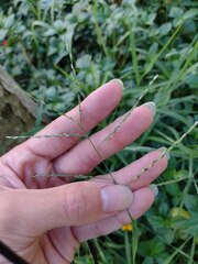 Urochloa glumaris