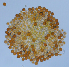 Puccinia hydrocotyles