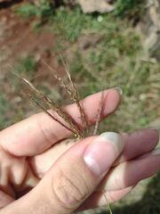 Bothriochloa pertusa