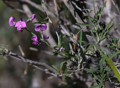 Glycine rubiginosa