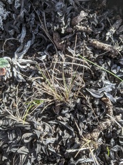 Poa douglasii