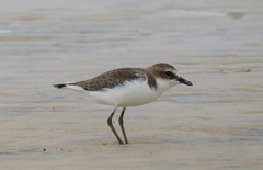 Charadrius mongolus