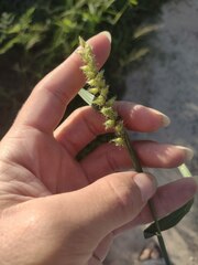 Cenchrus echinatus