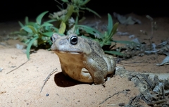 Sclerophrys regularis