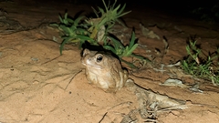 Sclerophrys regularis